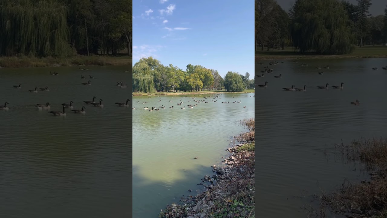 Canada geese. 🇺🇸🇺🇸🇺🇸!                  