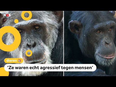 Video: Chimpansees Waren In Staat Om Culturele Verworvenheden Te Vergaren - Alternatieve Mening