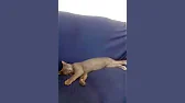 rendacerta bux