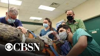 Dokter hewan melakukan operasi untuk mengeluarkan sepatu dari perut buaya seberat 341 pon.