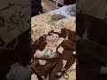 拾った子猫。ぬいぐるみに似てるらしくこうなった。6歳双子の絡み。白猫。