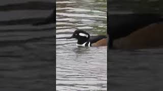 Eye catching dive by a pair of hooded mergansers!!