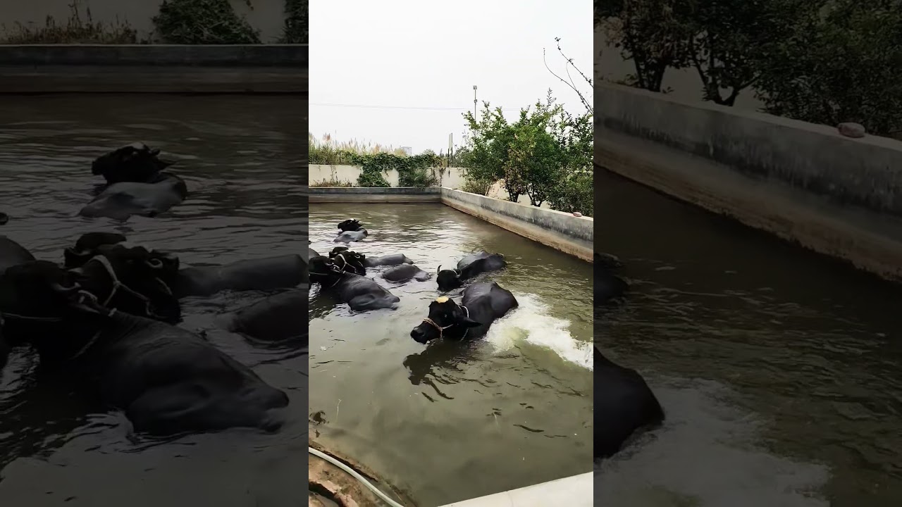 Buffalo swimming pool🥰