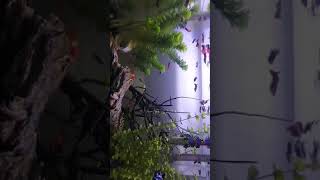 AQUARIUM NI KEVIN