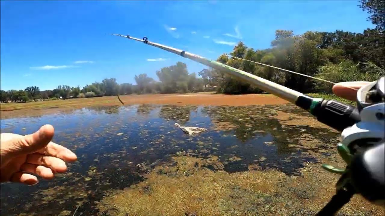 Top water reaction fishing with senkos