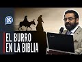 EL BURRO EN LA BIBLIA