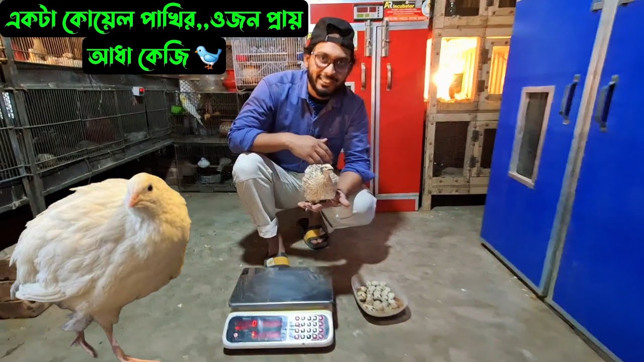 একটা কোয়েল পাখির,,ওজন প্রায় আধা কেজি 🐦‍ 