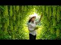 Harvesting green beans to sell - Taking the kids to the doctor, cooking a family meal