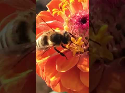 النحل علي يتغذى علي رحيق الازهار