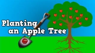 Planting an Apple Tree with Harry Kindergarten!