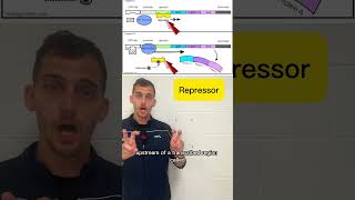 Regulation of gene expression (6.5) in 60 seconds #apbiology #science #apbio #apstudymaterial