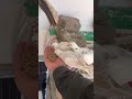 White doves 🕊️ and Quran #viral #birds #ytshorts #aseel