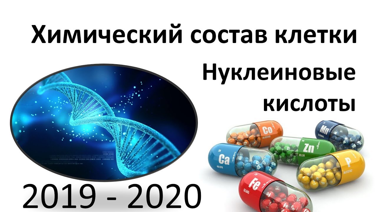 3. Нуклеиновые кислоты (9 или 10-11 класс) - биология, подготовка к ЕГЭ и ОГЭ 2020