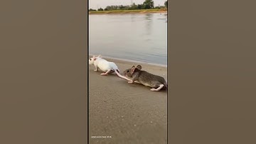 Hiện tượng không tồn tại trên trái đất : hàng ngàn con chuột cắn đuôi nhau bơi qua sông