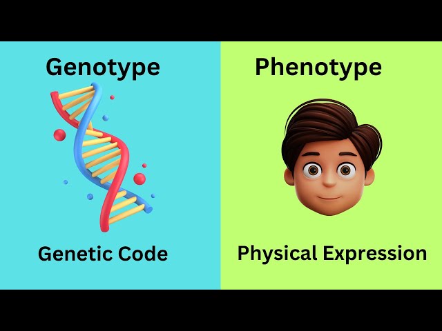 Genotype vs Phenotype class=