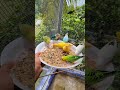 عصافير كيوت تفتكروا بياكلوا إيه Flock Of Birds Rushing To Eat Can You Guess 