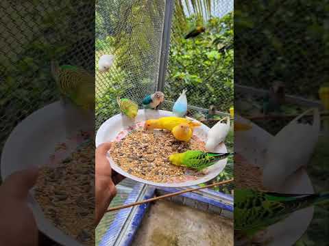 عصافير كيوت تفتكروا بياكلوا إيه         