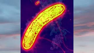 Geobacter La Super Bacteria Que Convierte Aire En Electricidad Para Baterías Generadores Electricos