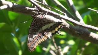 Two - Tailed Pasha (Charaxes Jasius)