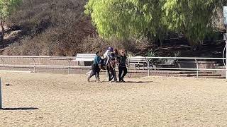 DMSSH Stella galloping 2025