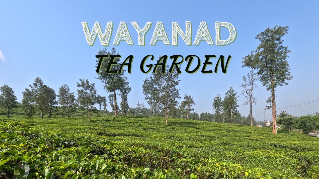 Visiting Wayanad Tea Garden YouTube