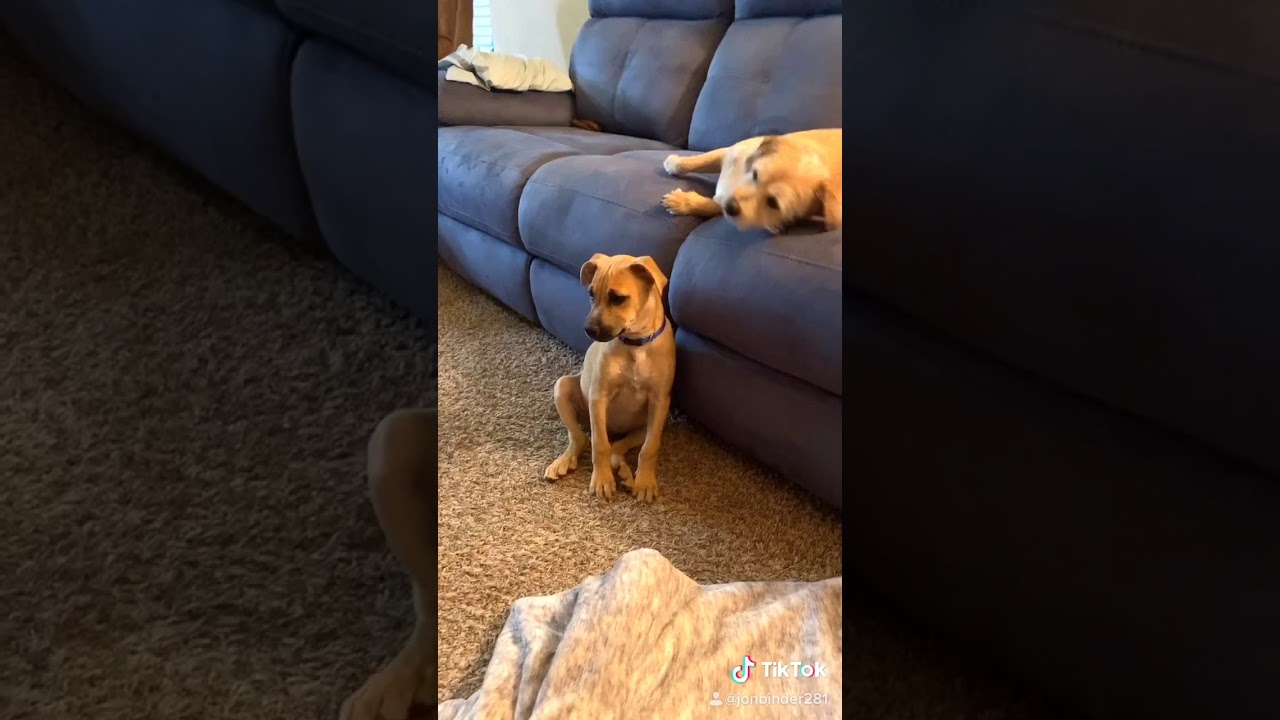 My two dogs look at me YouTube