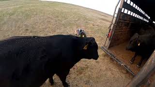 Trailer Loading 8 Yearling Bulls with Stoney, a Hangin Tree Cowdog  Dagley Ranch Life Episode 25