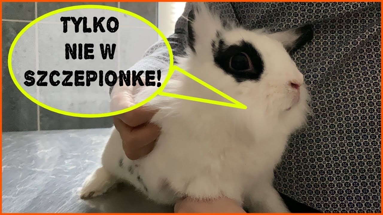 💉SZCZEPIENIE KRÓLIKÓW 🐇- vlog z wizyty u weterynarza