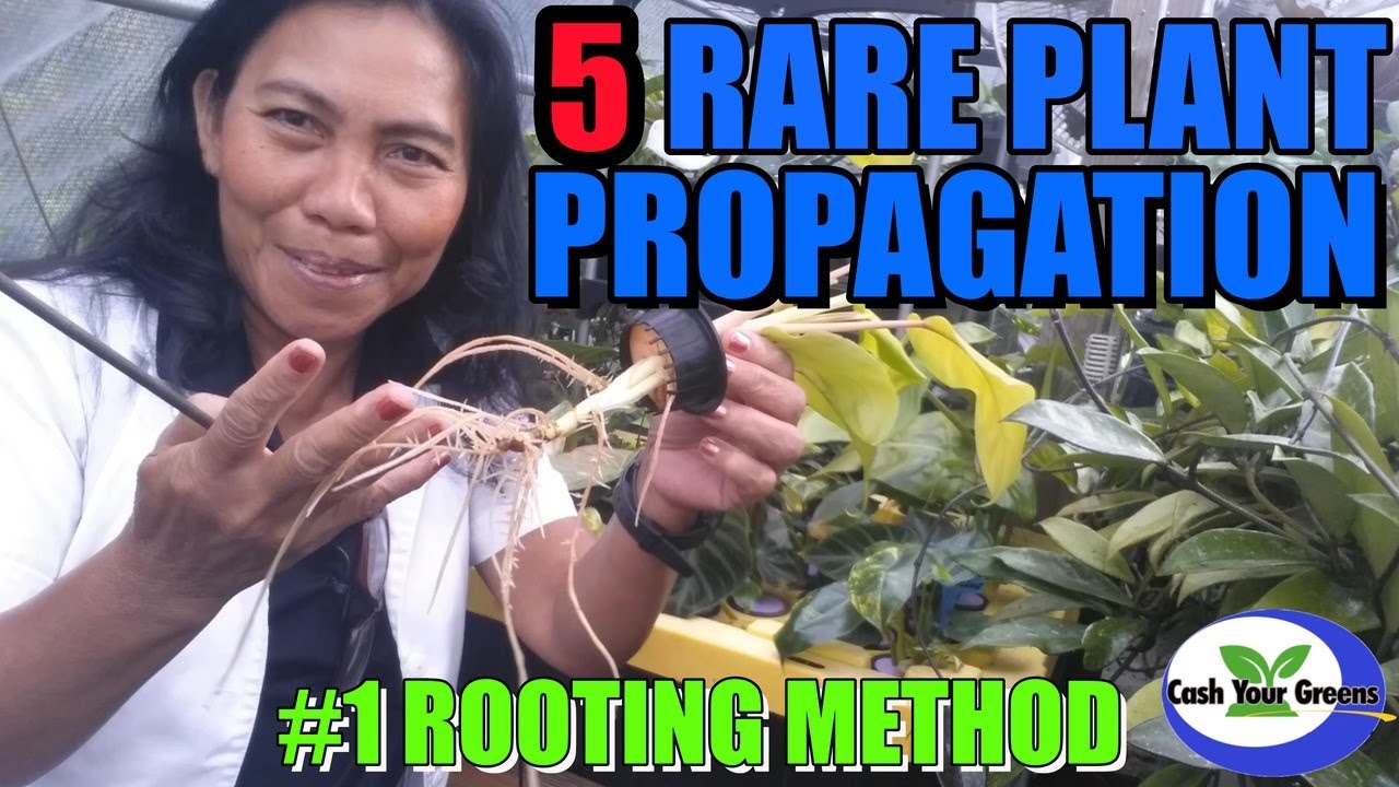 5 RARE PLANT PROPAGATION BEST METHOD EVER ! YouTube