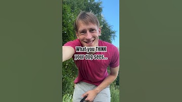 Thumbnail of Dog vision