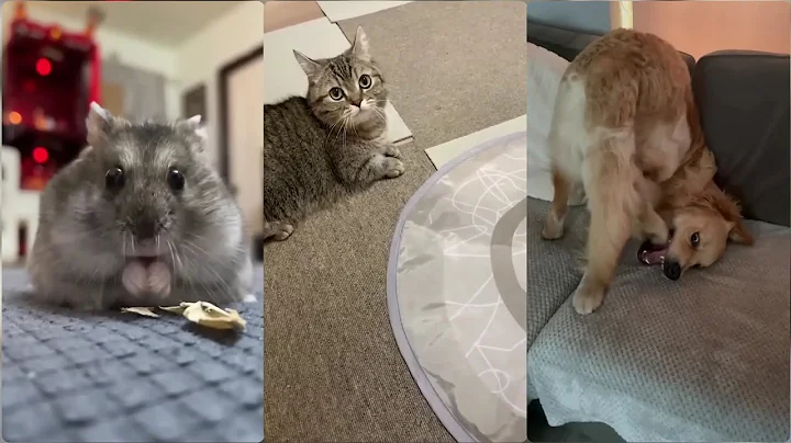 Watch the video about Funny cat and dog video funniest laughing video 2023anak kucing meonganak kucing meowkucing Lucu dan