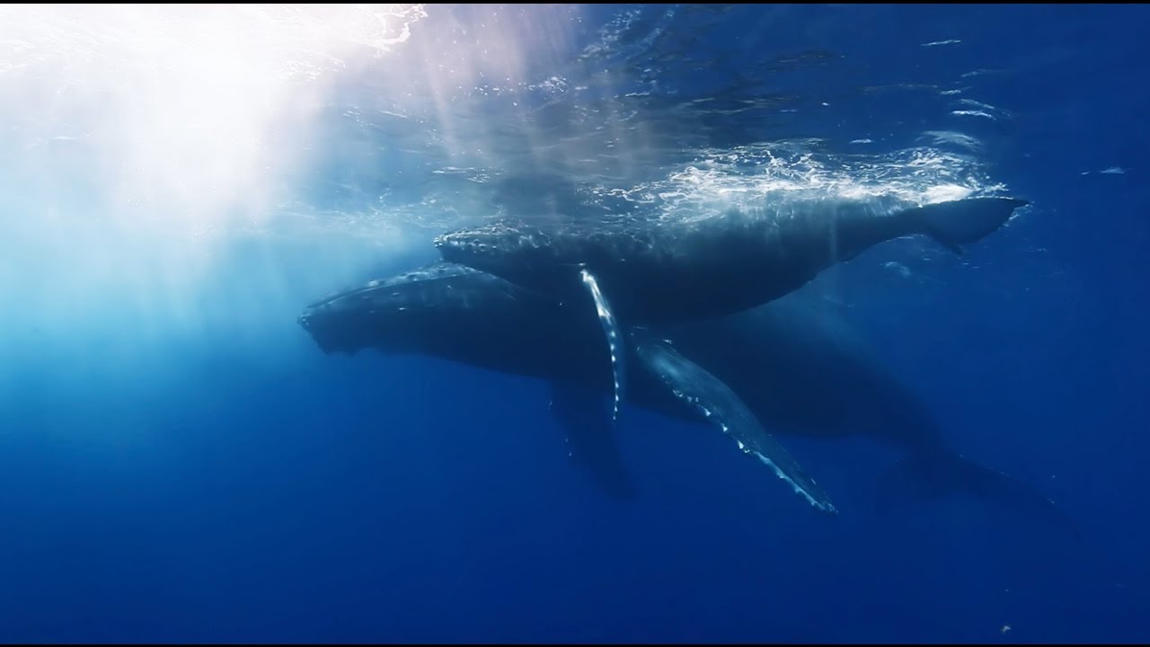 Greenpeace seismic blasting for oil TV Ad
