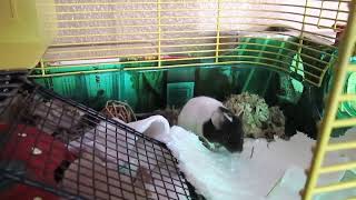 Pet Mouse Popcorning. by StarlightSarah 511 views 1 year ago 42 seconds