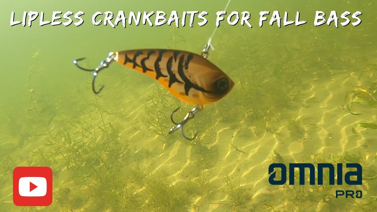 Lipless Crankbaits for Fall Bass Fishing!
