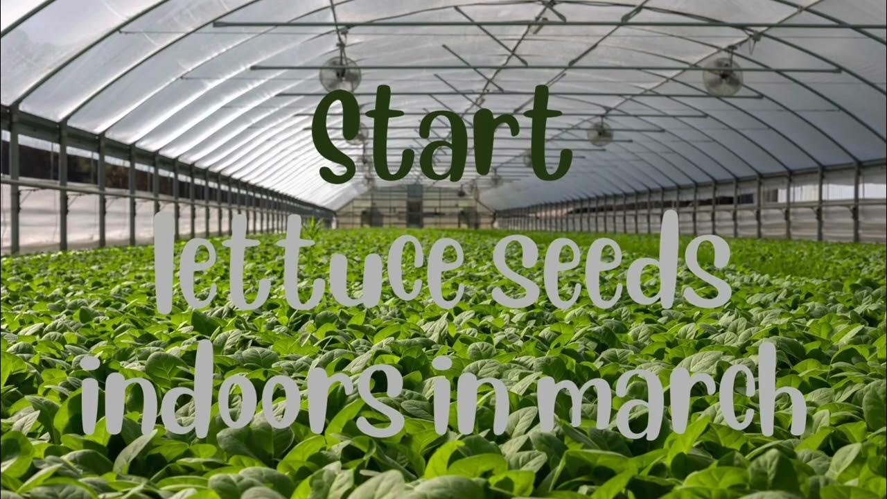 Growing ‘Grand Rapids’ lettuce Best Lettuce for northern climate