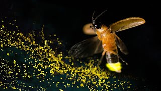 10 Dazzling Facts About Fireflies 🪰🔆