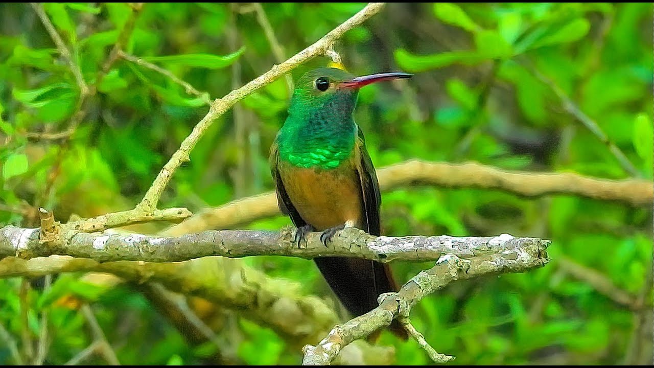 Buff-bellied Hummingbird - Pat O'Neil's Video Bird ID's
