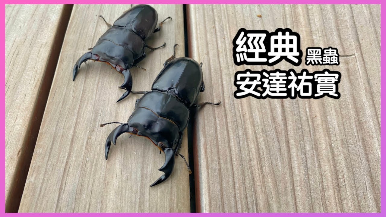 【新成蟲掘出】好生好養的【安達祐實】也開始羽化了!!全字幕