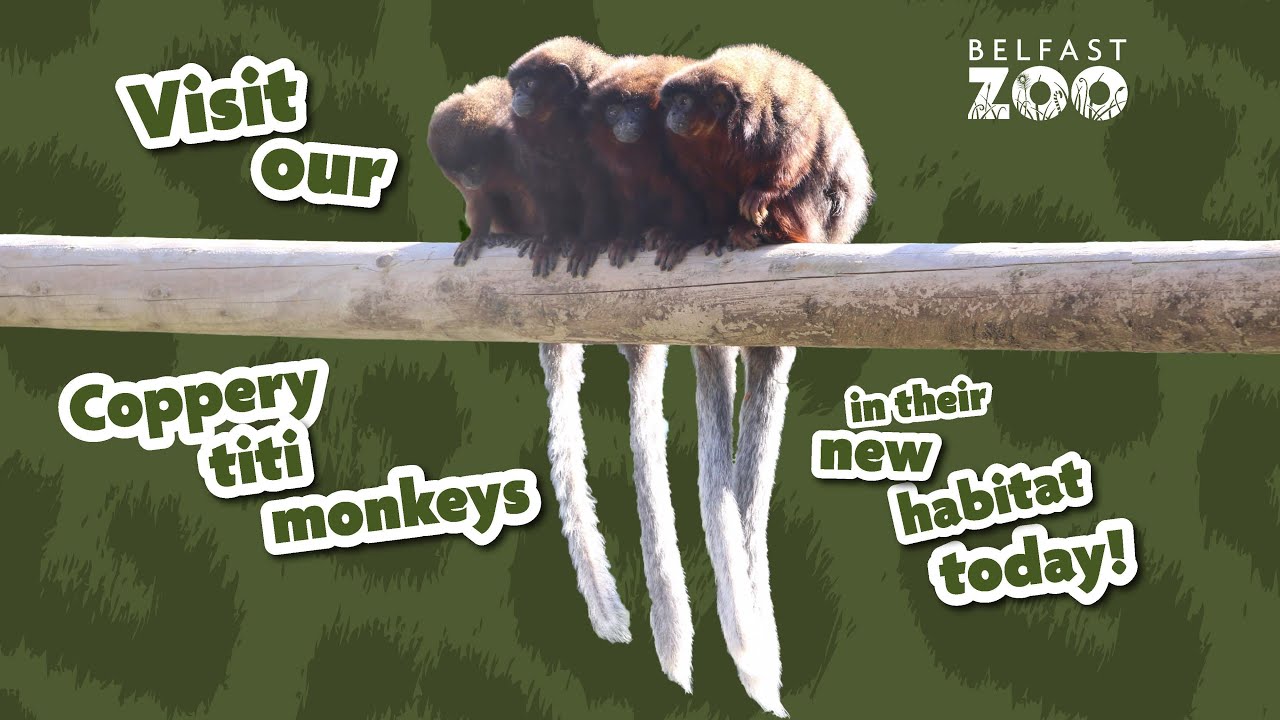 Coppery titi monkeys enjoy their new habitat at Belfast Zoo