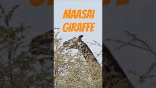 Why These Masai Giraffes Are Fighting For Survival?