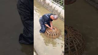FISH TRAP ancient fishing method works perfectly 😳🐟🔥 #shorts #crafts #skills #handmade #wow