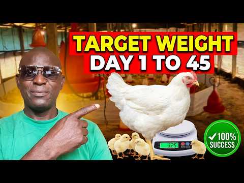 Broiler Chicken Weight Chart Day 1 - 45 | Daily Growth in Grams for Poultry Farmers- POULTRY NIGERIA