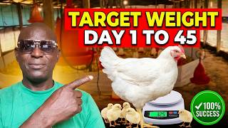 COMPLETE BROILER CHICKEN GROWTH PROCESS FROM DAY 1 TO DAY 45 | POULTRY AFRICA