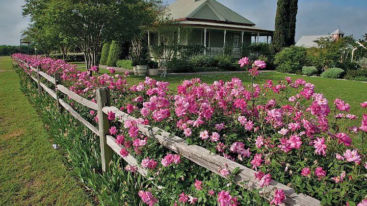 The Antique Rose Emporium |Michael Shoup |Central ...