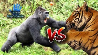 НЕВЕРОЯТНЫЕ БИТВЫ ЖИВОТНЫХ, СНЯТЫЕ НА КАМЕРУ. РЕАЛЬНЫЙ ЖИВОТНЫЙ МИР. ANIMAL FIGHTS НЕВЕРОЯТНЫЕ БИТВЫ ЖИВОТНЫХ, СНЯТЫЕ НА КАМЕРУ. РЕАЛЬНЫЙ ЖИВОТНЫЙ МИР. ANIMAL FIGHTS