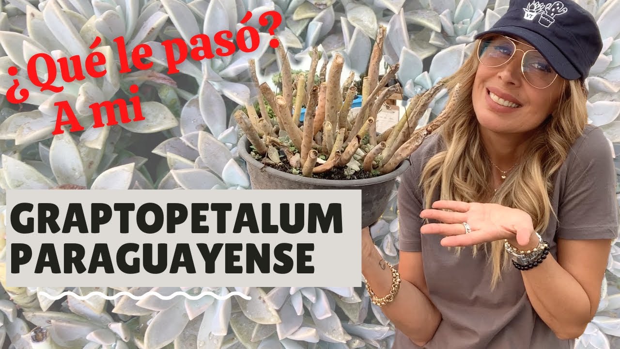 Graptopetalum paraguayense y sus primos. Tú ¿Cuáles tienes?