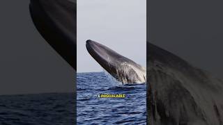 Top 5 especies de Loreto 🐳🐳 #ballena #vidamarina #halcon #rapaz