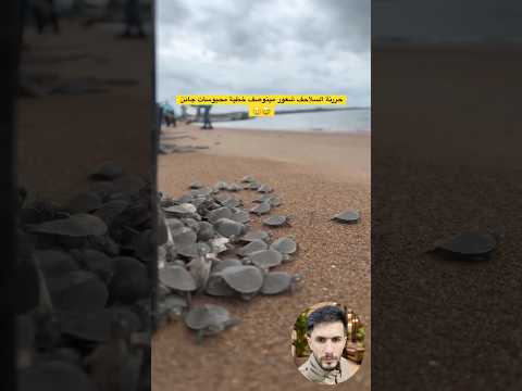 حررنة السلاحف شعور مينوصف خطية محبوسات جانن 