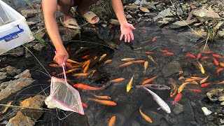 Catching Japanese Koi Fish And Fish | Golden Carp, Phiranha, Black Carp, Catfish, Pufferfish