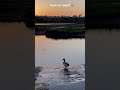 Duck at sunset 🦆